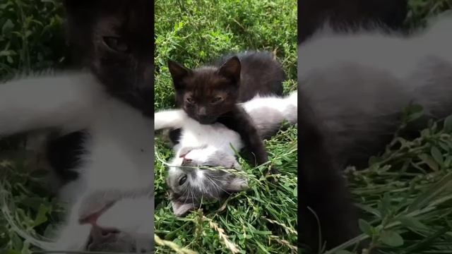 Наш TG https://t.me/liveofcats