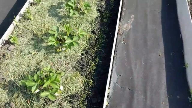 Высадила  томаты  и  перцы  в  открытый  грунт. Астры  и  цинии  посадила  в клумбу.