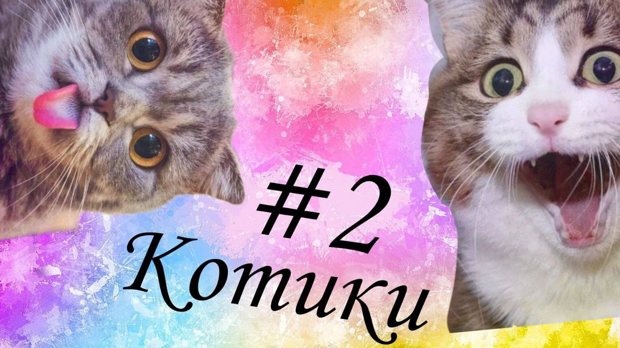 Котики#2 . Подборка смешных видео с кошками. Котята.