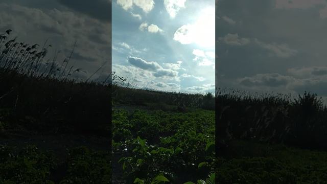 РАСТЁТ ☝💪 РЛДНАЯ РАСТЁТ 🥔🥔🥔🥔