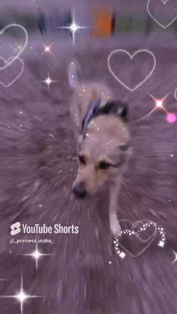 # приехала моя лапочка # Джесси # на спортивной площадке 🐕.mp4