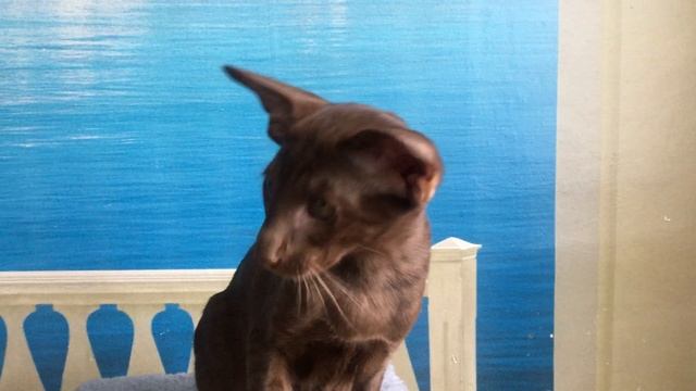 Ориентальный котёнок