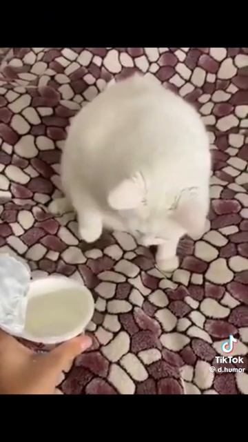 VID-20250322-WA0001.mp4