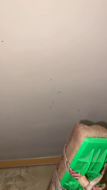 Белладонна Милославская (1069)