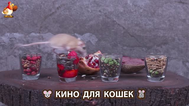 Видео для кошек про крысок развлекать питомцев 🐭🐀😂 (103)