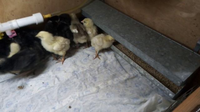 Кормушка для цыплят