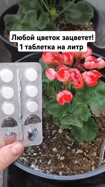 Любой цветок зацветет благодаря этому средству