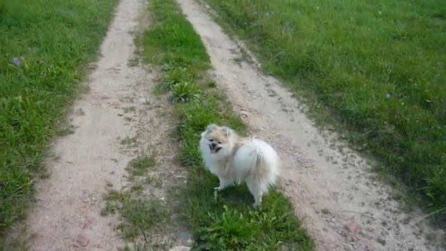 Макс в деревне.