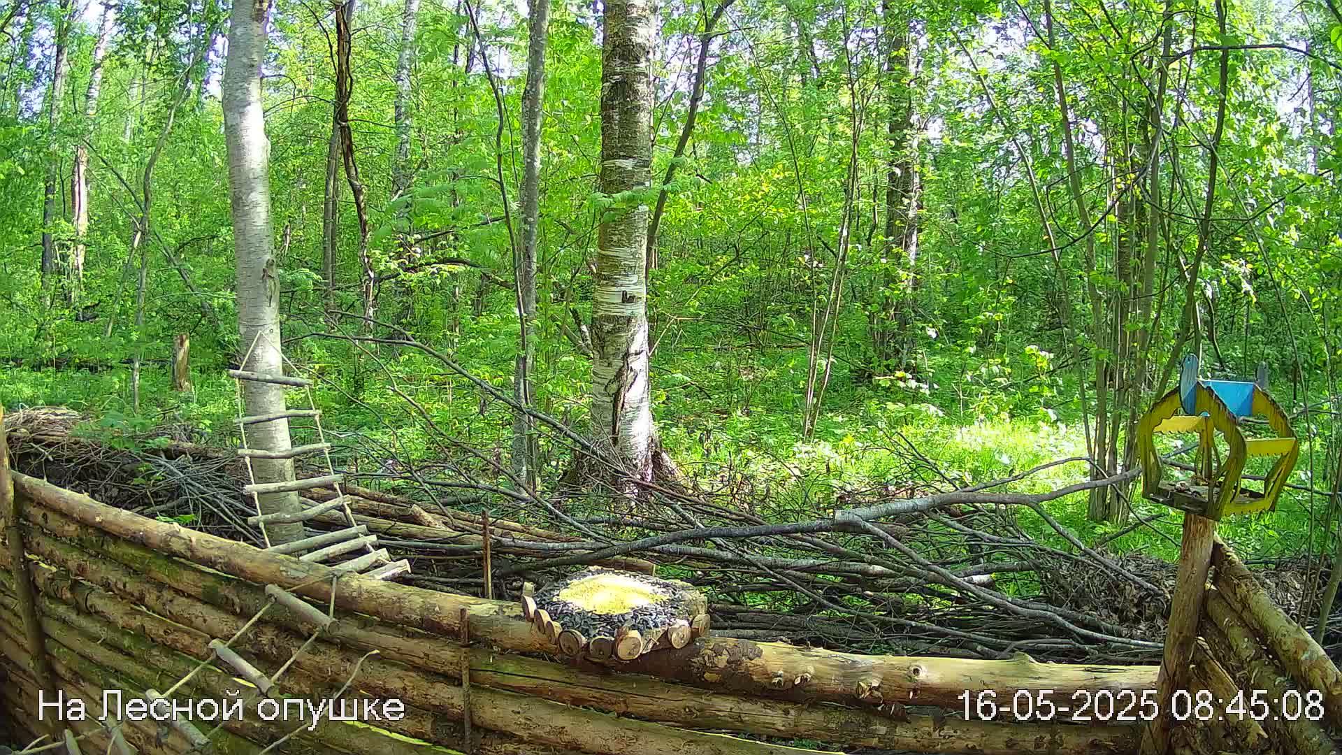 Весений лес онлайн   #Relaxing #природа #звуки леса #птицы  #погода