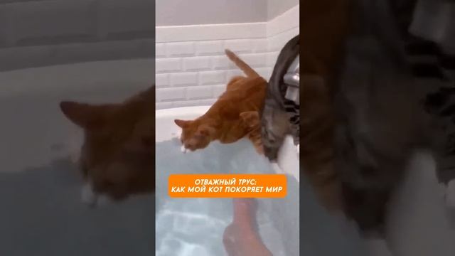 Кот-герой или кот-трус: приключения моего кота, которы?
