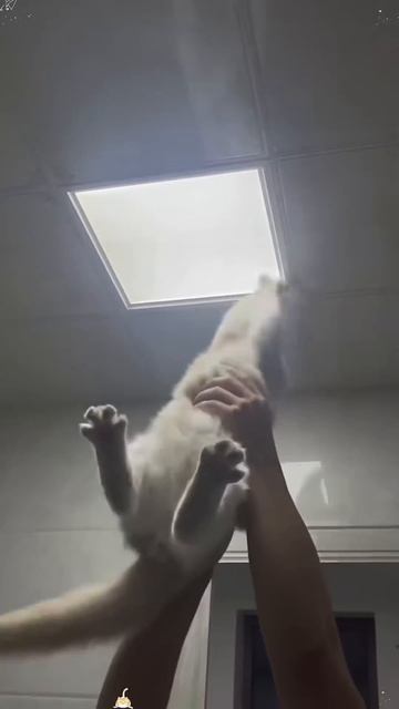 котики лучшие помошники