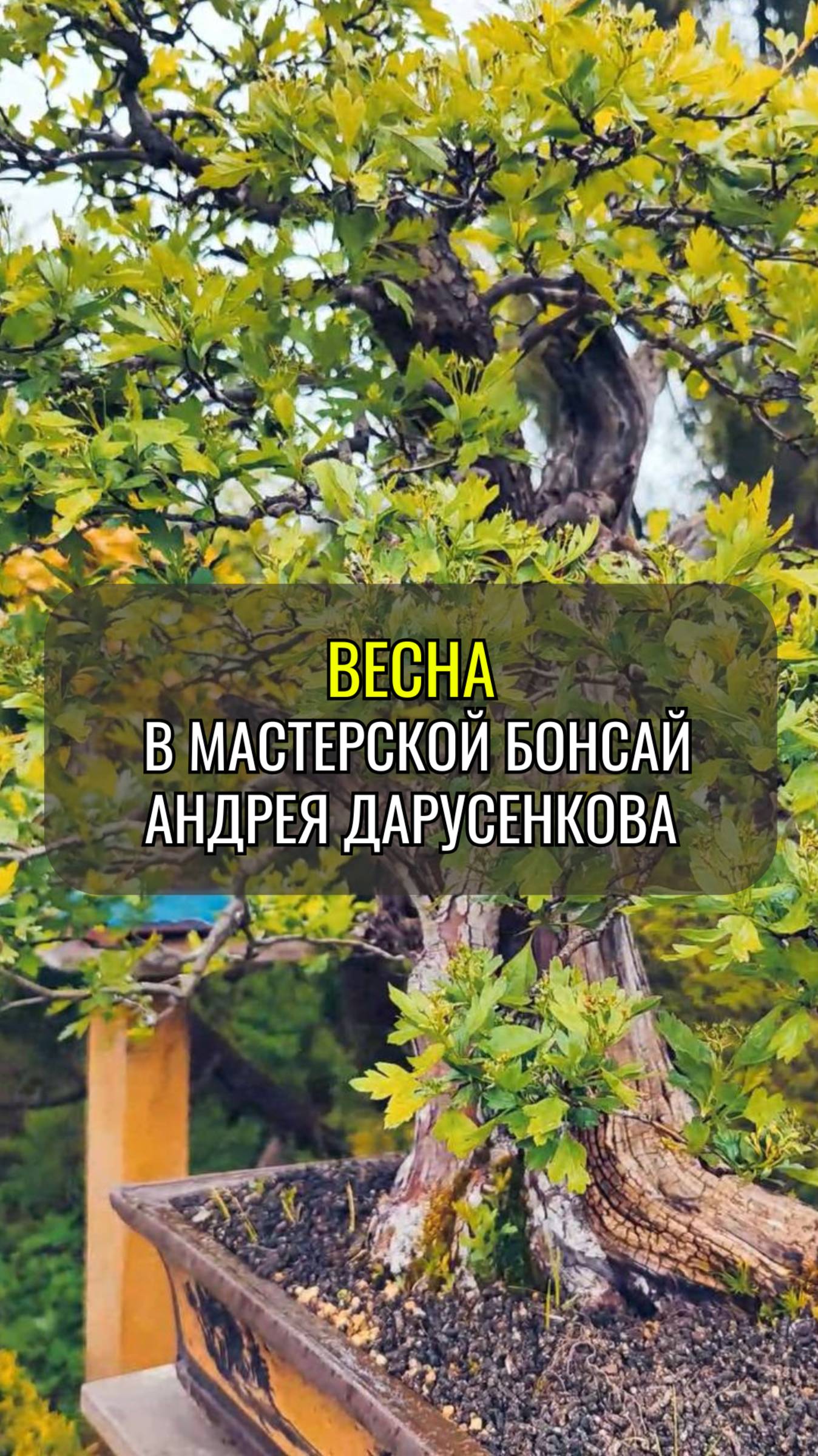 Весна в мастерской бонсай