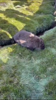 Вомбат кушает травку