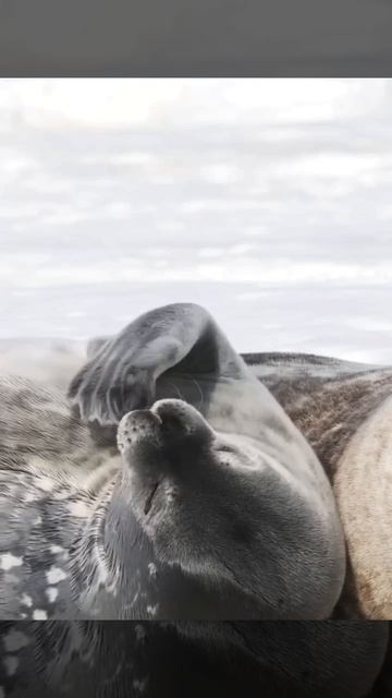 🦭 Тюлени Уэдделла, живущие в Антарктиде, используют свои передние ласты как руки
