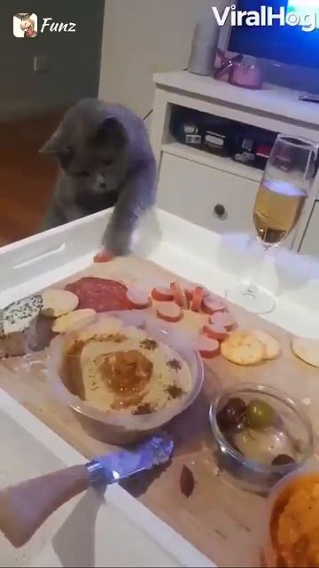 Котик и сосиска,победил не котик 🐈🤗😉