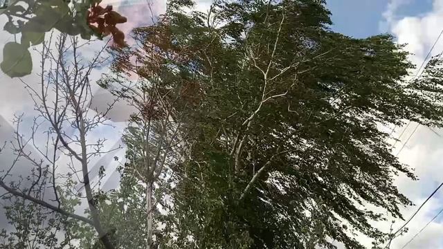 Цветы однолетние, что будет расти.