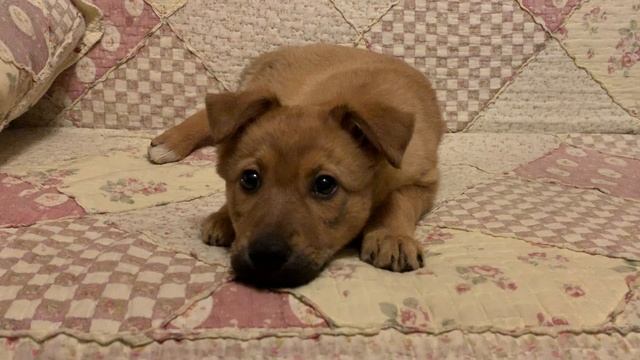 Погрызу им диван