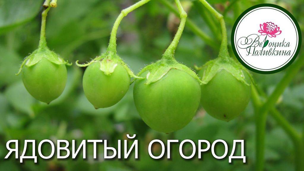 ЯДОВИТЫЙ ОГОРОД
