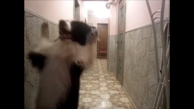 Мэлс ходит на задних лапах