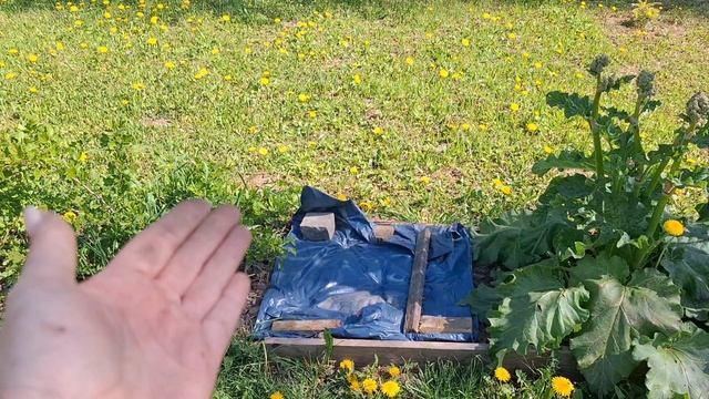 Высадила кабачки и тыквы. Первый раз коптила рыбу. Получила рассаду)))