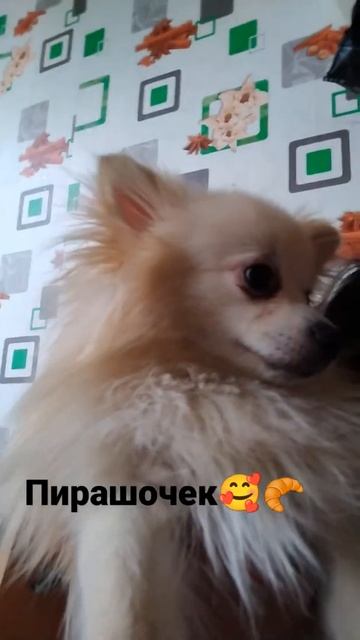 он увидил колбаску🍝🤤