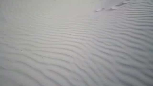 Прогулка с йорком в дюны.