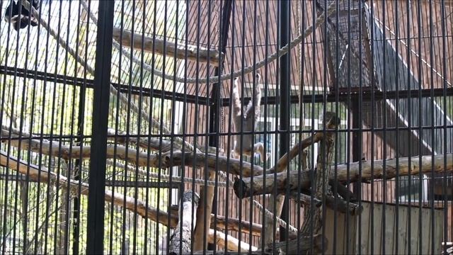 Гиббоны Матай и поющая Лола гуляют на улице 15.05.2025