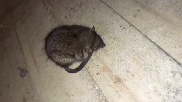 Влад чихнул