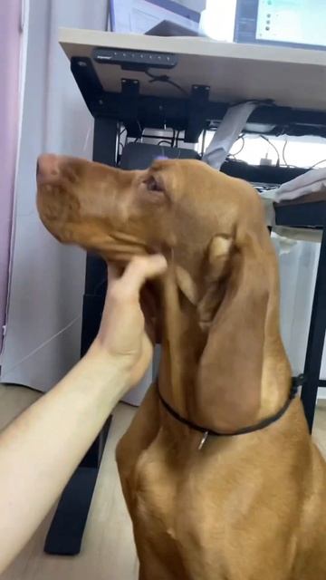 #dogs #pets #pet