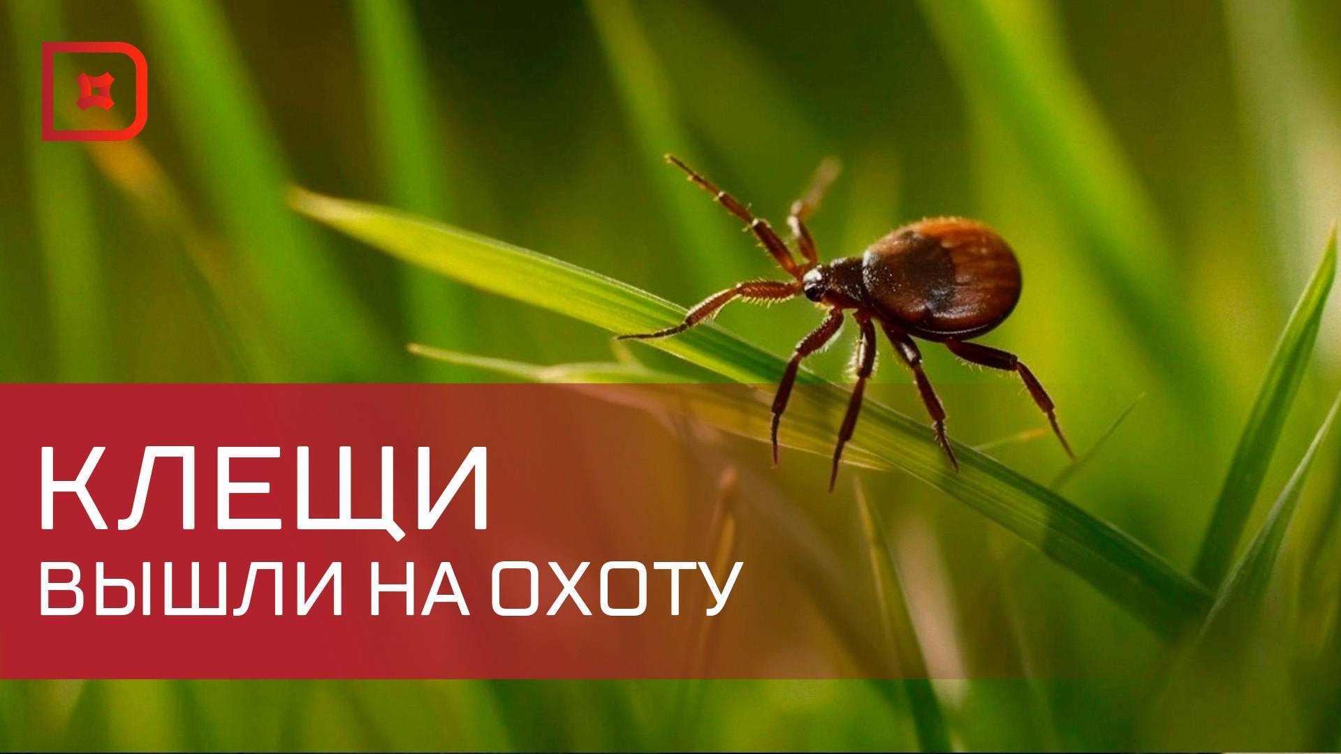 С начала эпидсезона почти 400 жителей Дагестана пострадали от укусов клещей