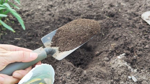 Капуста по всем правилам: как и когда сажать.