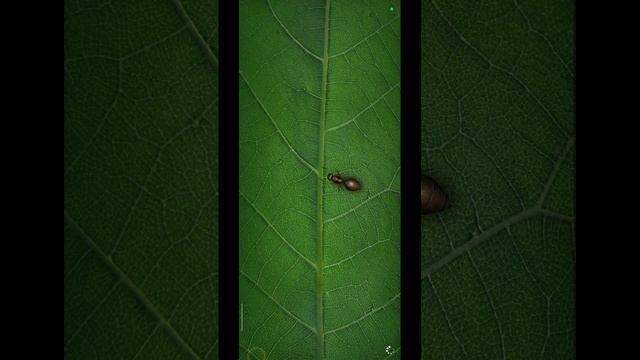 16.05.25 Ant Legion