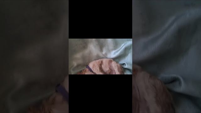 Щенки английского кокер-спаниеля. Рождены 19.04.2025. Девочки и мальчики.