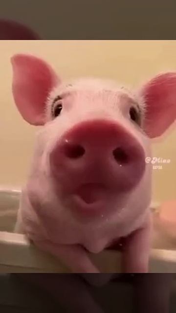 1000007131.mp4