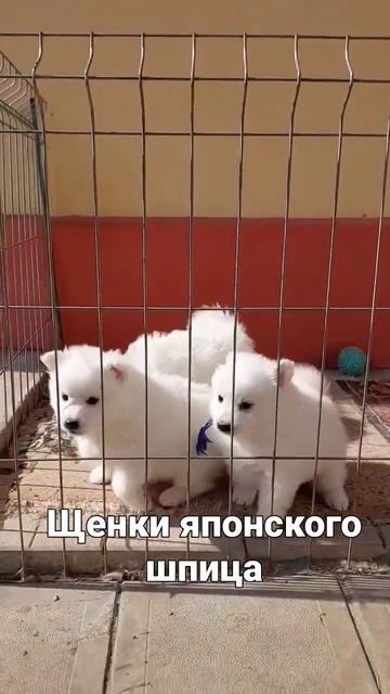 шпиц щенки японского шпица  #шпиц #японскийшпиц #приколы #смешноевидео #животные #щенкинапродажу