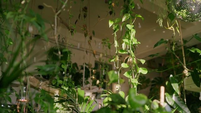 8515041-uhd_3840_2160_24fps