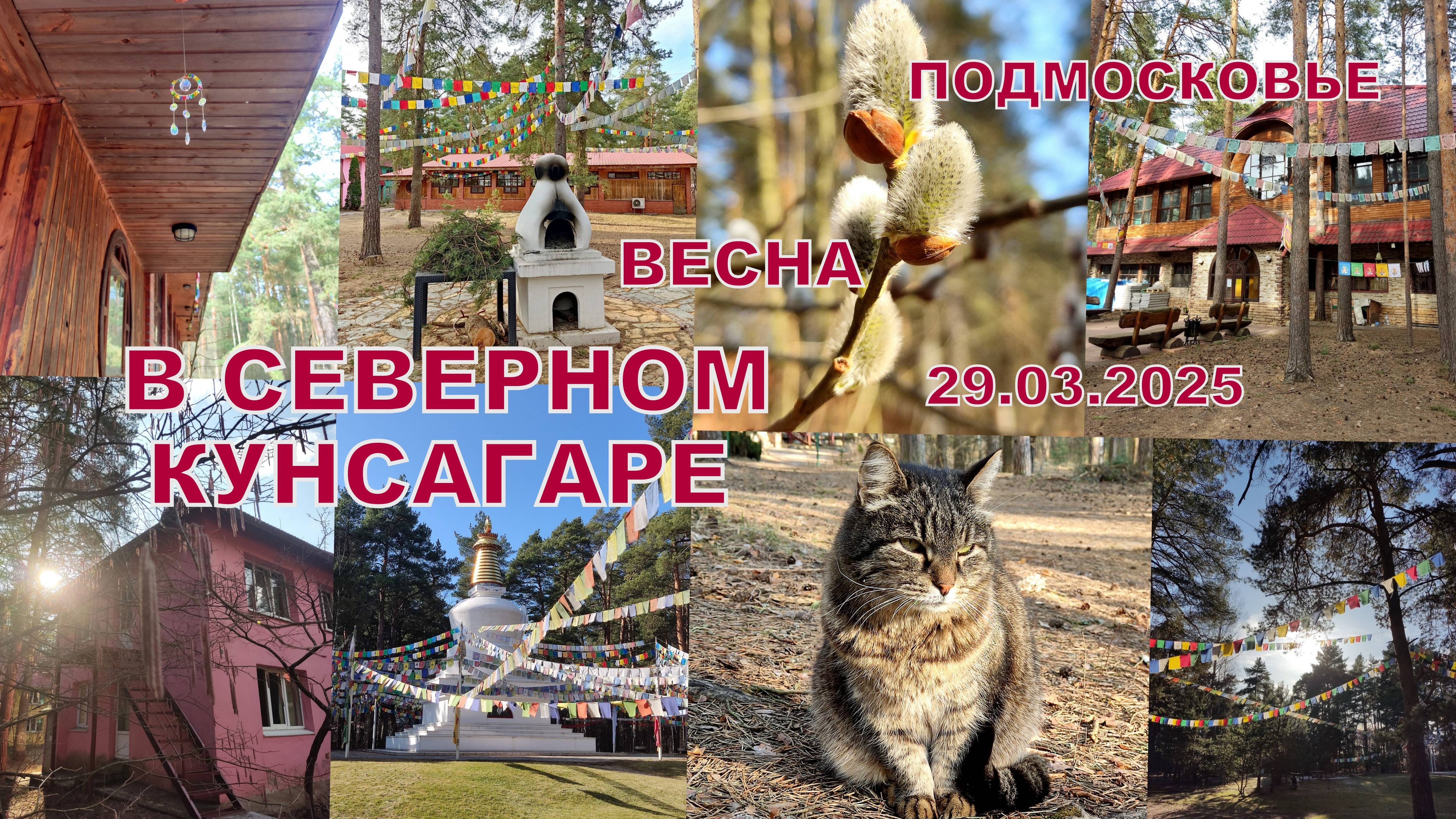 СЕВЕРНЫЙ КУНСАНГАР ВЕСНОЙ. МАРТОВСКИЙ ОБЗОРЧИК. Большие Дворы. Подмосковье 29.03.2025