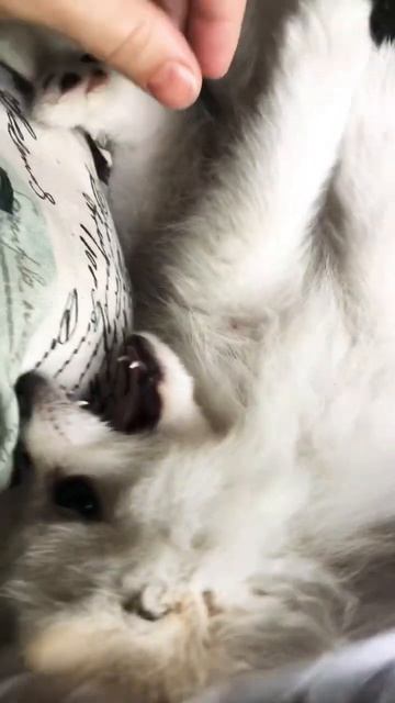 Общаемся как можем)) #puppy #шпиц #dog #щенок #animal #померанскийщпиц #померанский #любовь #funny