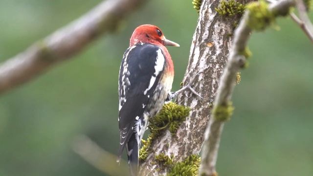 Red-breasted Sapsucker / Дятел-сосун