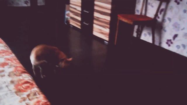 Ричи и попугайчик