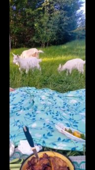 Традиция на Пик-ник