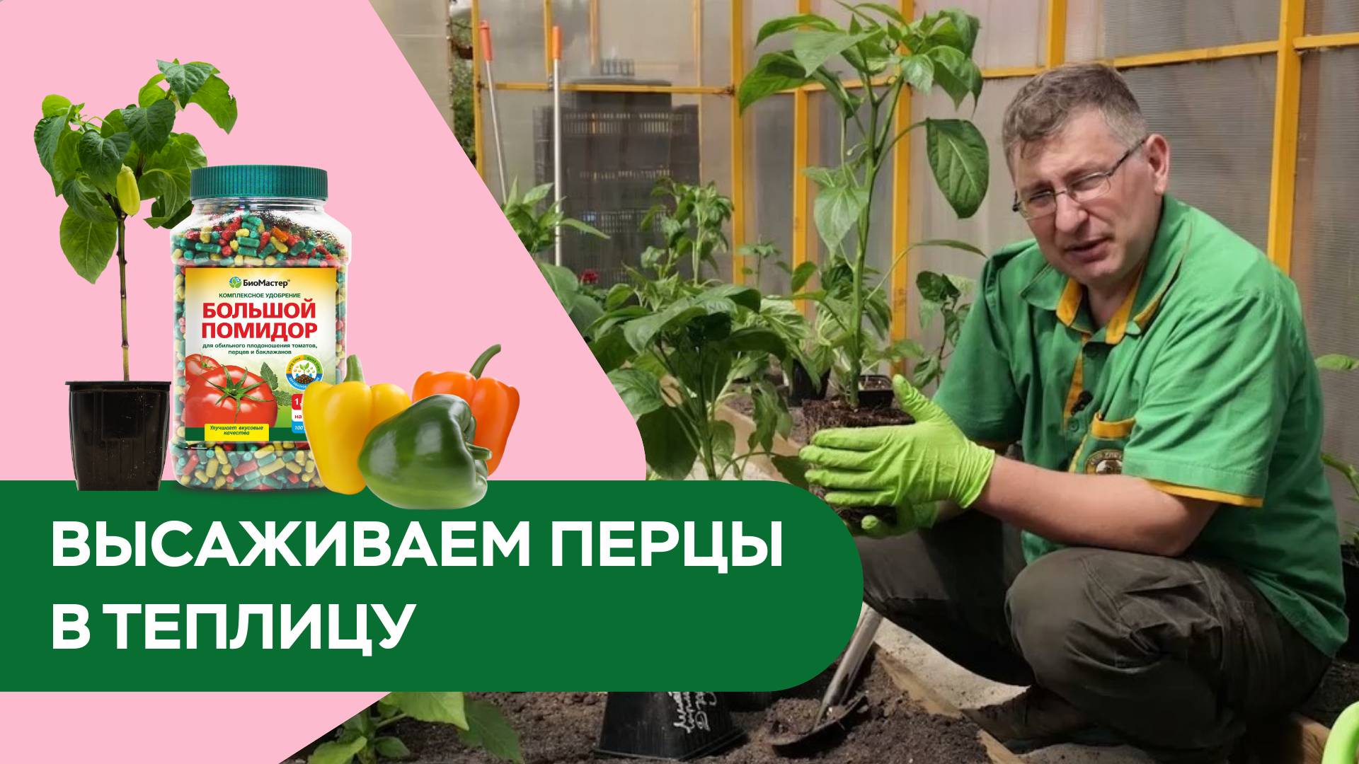 Высаживаем перцы в теплицу