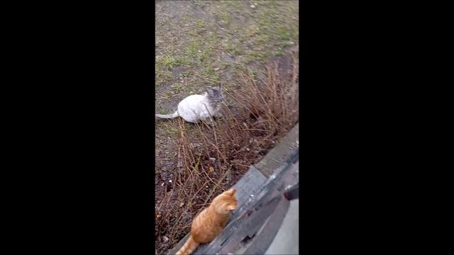 Собака. Кот. Том и Коты.