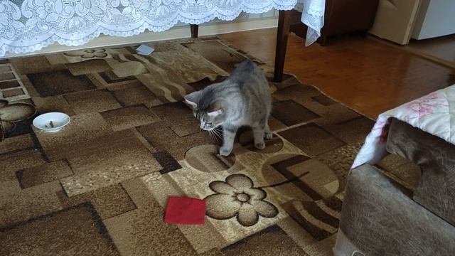 Барса барышня самодостаточная, всегда найдет чем заняться