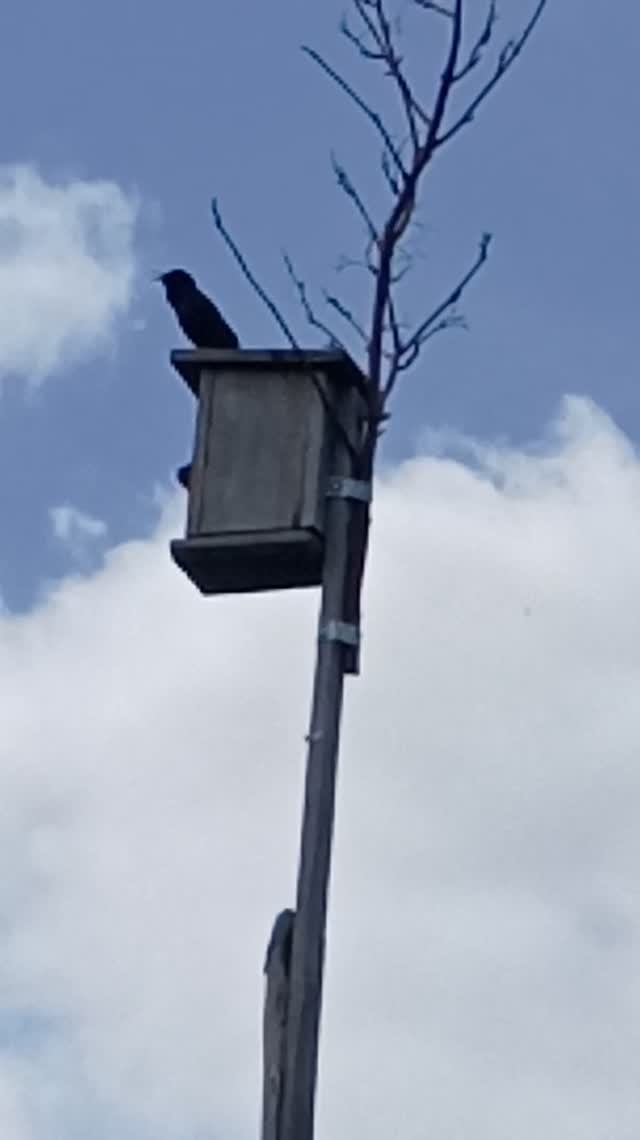 Скворец