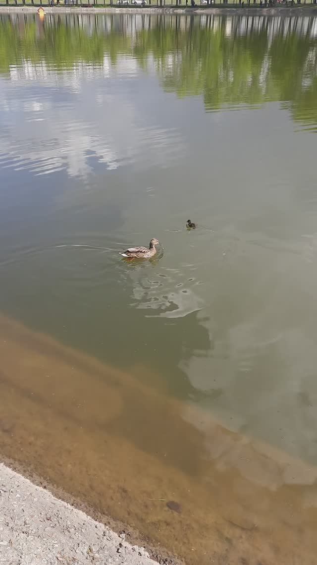 Утка и утенок