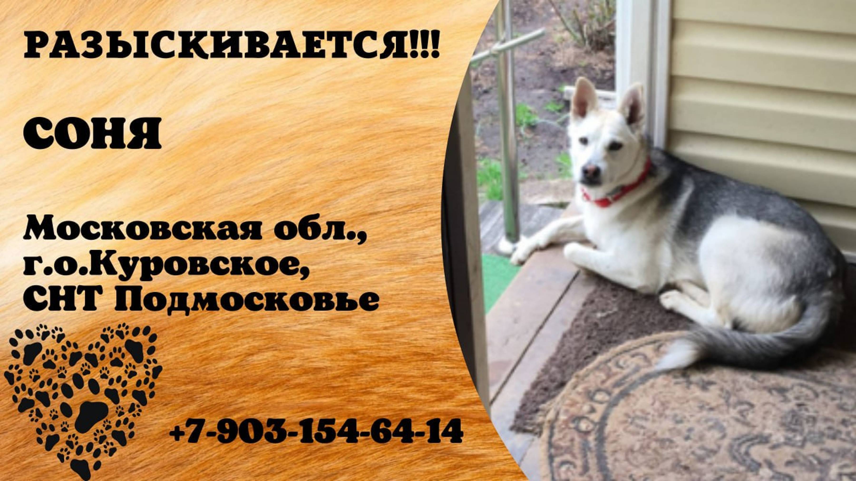 Пропала собака! СОНЯ. Московская обл, г.о. Куровское