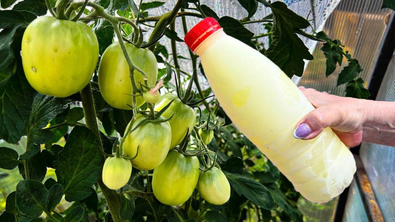Срочно дайти это Летом Томатам, Огурцам, а также Перцам сразу же обильно заплодоносят в 3 раза лучше