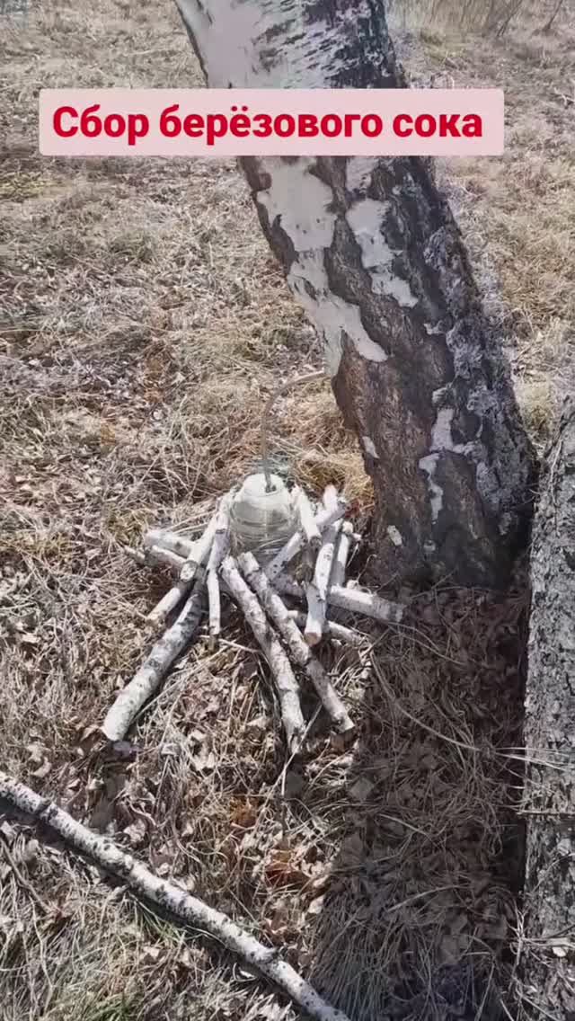 На второй день потеплело, сока набежало полные банки .