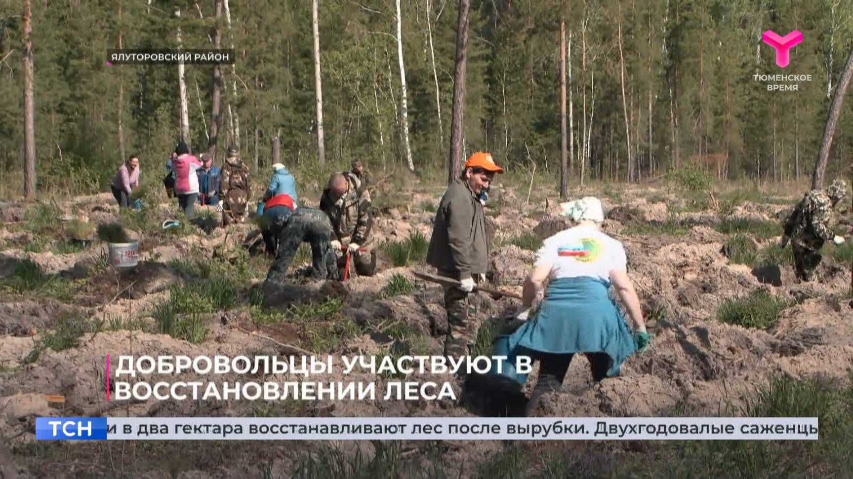 Добровольцы участвуют в восстановлении леса